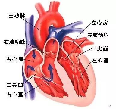 心脏健康科普：心室颤动小知识